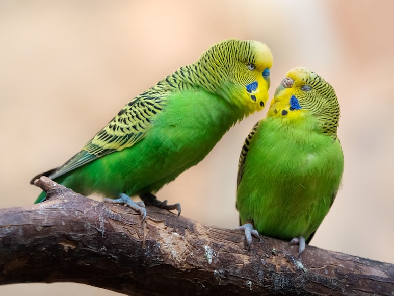 Budgerigar (Parakeet): A Comprehensive Guide