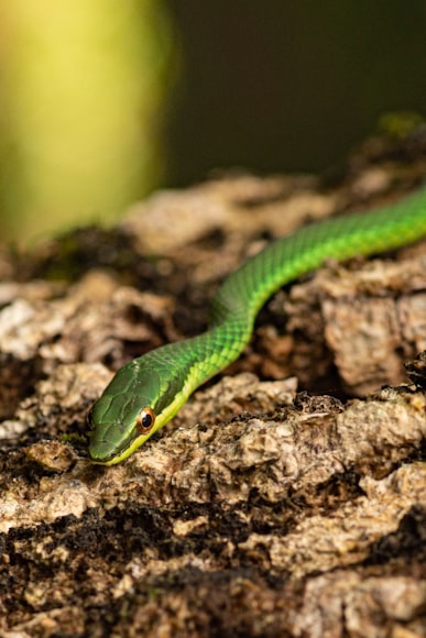 Vine Snake