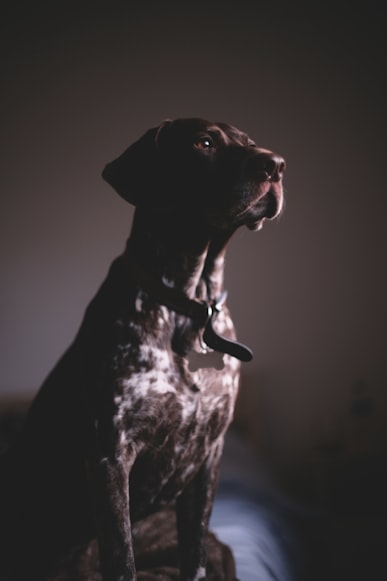 An Owner's Guide to Pointer Dogs