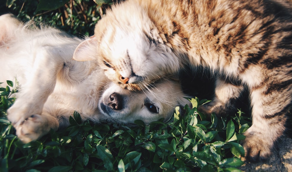 Wet vs. Dry Food