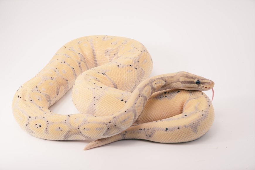 Ball Python Snake Care and Information