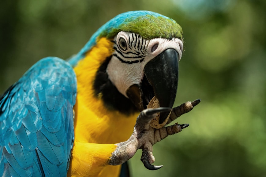 Caique Parrot Outline