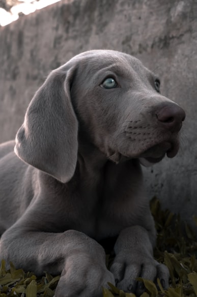 Weimaraner Dog Outline