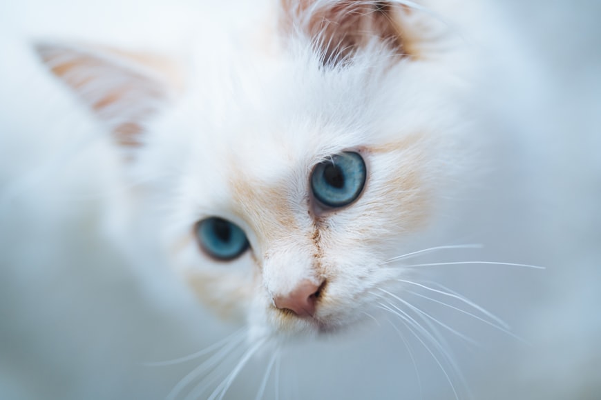 Birman Cat: An Overview