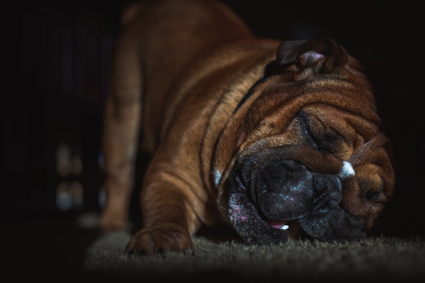 Outline for English Bulldog Dog