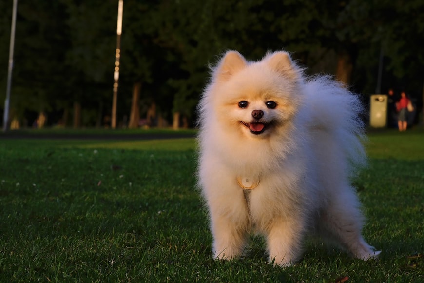 Outline for Pomeranian Dog