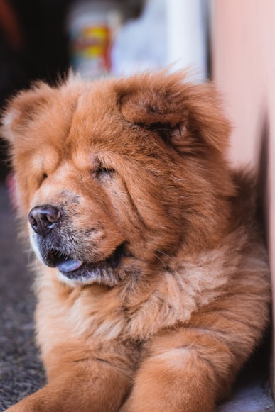 Chow Chow Dog Outline