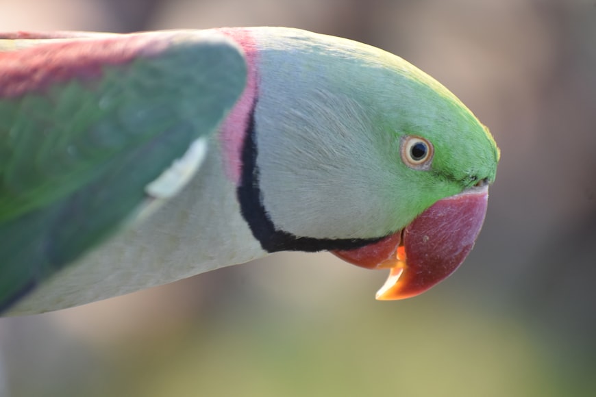 Alexandrine Parakeet: A Comprehensive Overview