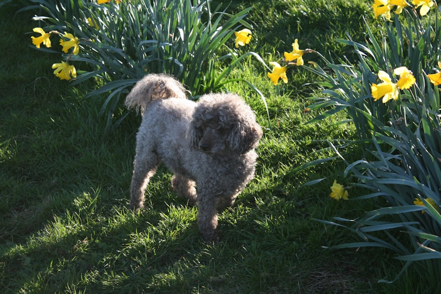 Outline for Poodle Dog