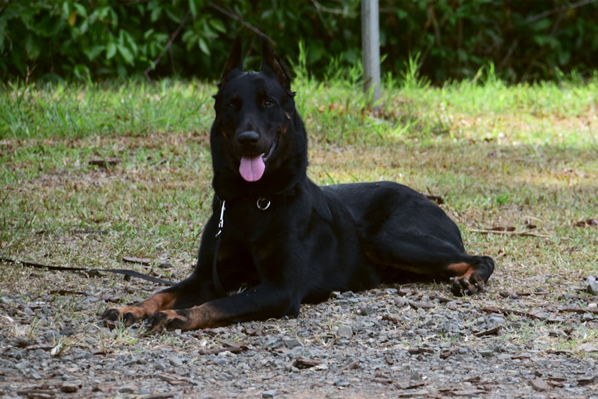 Outline of Beauceron Dog