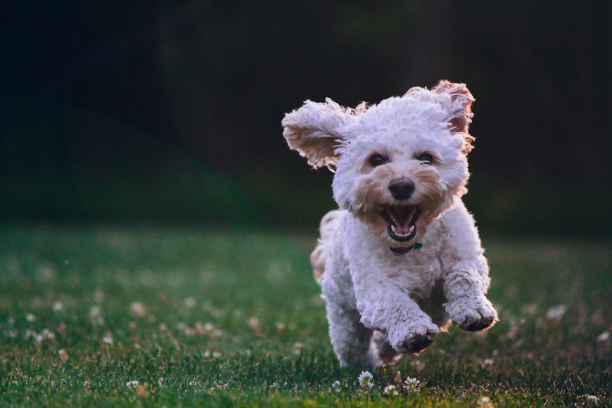 Dog Protein Needs: An Outline