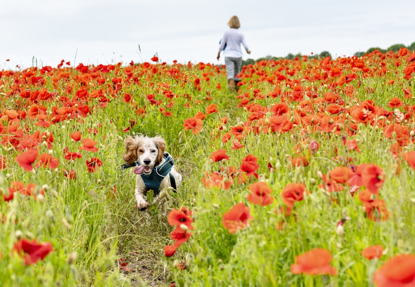 Field Spaniel Dog: An Extensive Overview