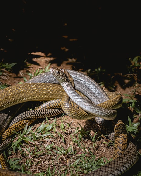 Distribution and Habitat