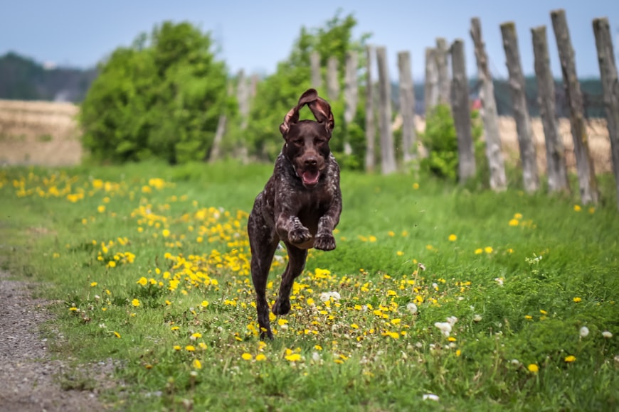 History of the Pointer Breed: