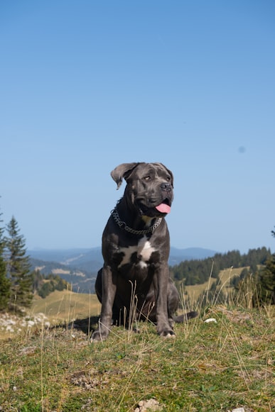 Mastiff Dog Outline