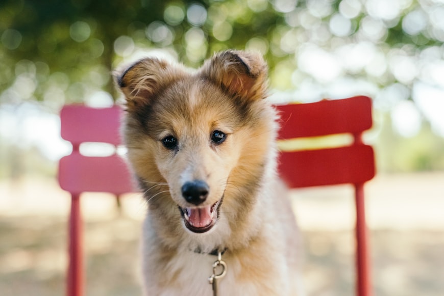 Shetland Sheepdog Outline