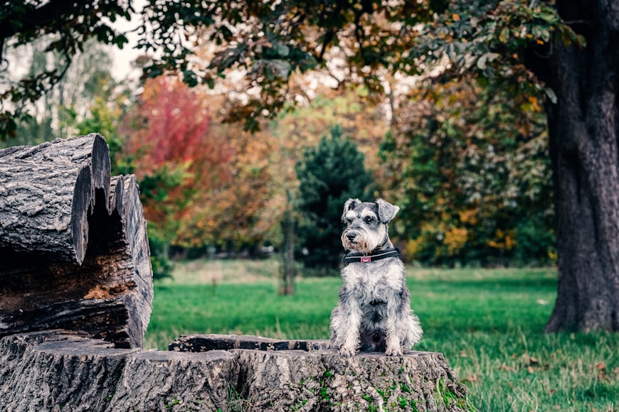 Miniature Schnauzer Dog Overview